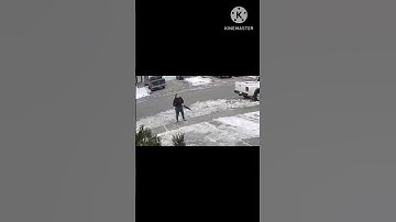Moose running on the sidewalk dangerously in calgary alberta