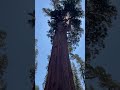 Sequoia National park, General Sherman tree. Biggest in the world/ Секвойя парк