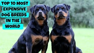TOP 10 MOST EXPENSIVE DOG BREEDS IN THE WORLD Net Worth