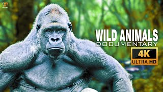 4K Wild Animal Documentary - Animal Planet 4K Ultra HD