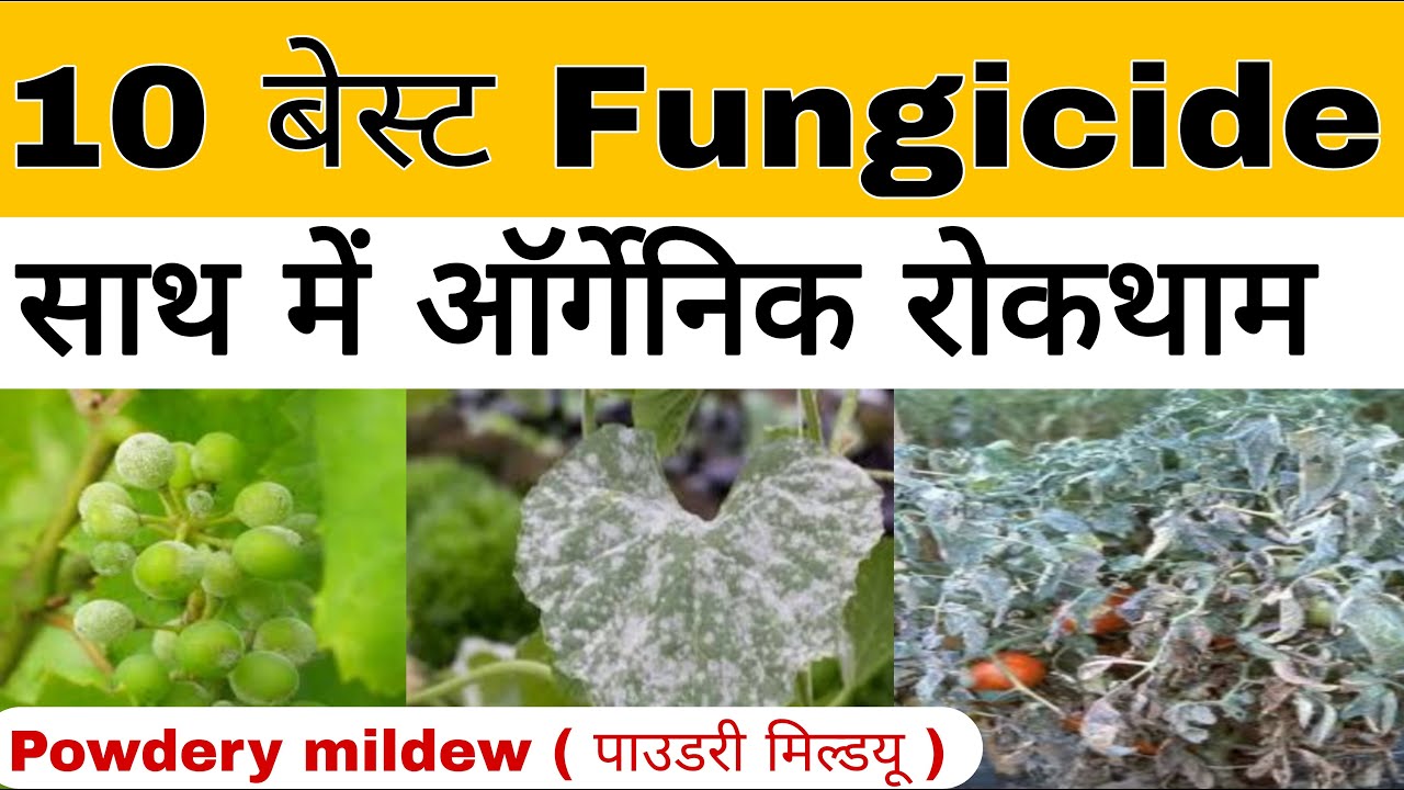 Powdery mildew control ke liye most effective fungicide | organic control bhi |