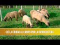 De la Ciudad al Campo por la Ovinocultura- TvAgro por Juan Gonzalo Angel Restrepo