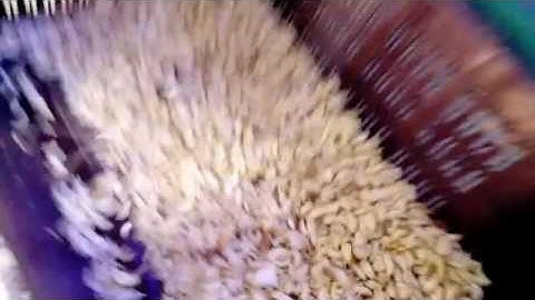 Garlic Cloves Sorter machine video
