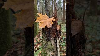 ПОЗДНЯЯ ОСЕНЬ В ЛЕСУ🍂AUTUMN IN THE FOREST#осень #лес #выходные #прогулка #autumn #forest #atmosphere