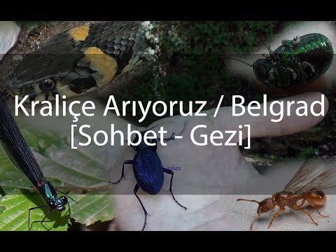 Kraliçe Karınca Ararken - Belgrad Ormanı ( Yılan avlanma içerir )