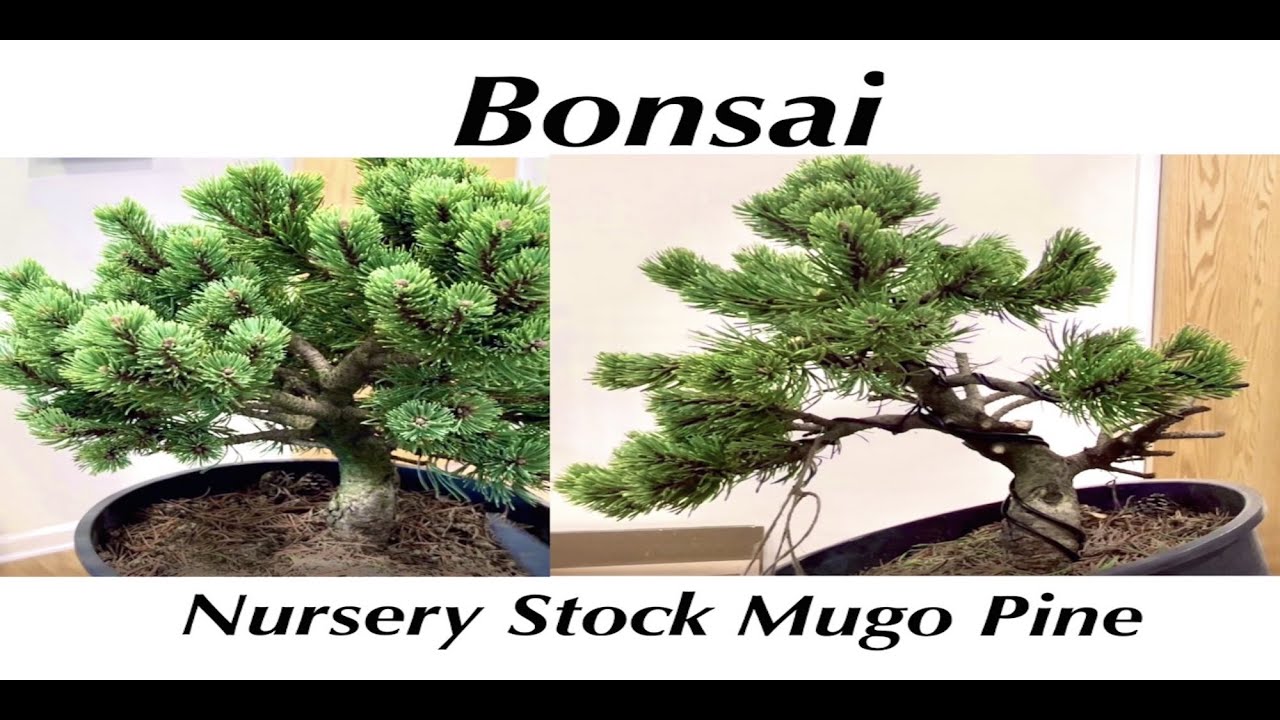 How to Make a Bonsai from Nursery Stock Mugo Pine