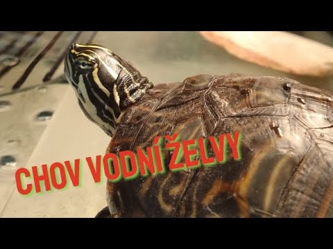 Video: Co jedí želvy s dlouhým krkem?