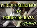 Ventajas de adoptar un perro callejero en lugar de uno de raza [A]