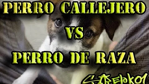 ¿Qué es un perro en el argot callejero?