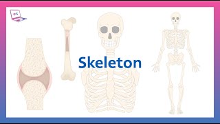 The Human Skeleton Structure, Functions Key Bones