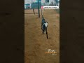 #qadri_goat_farming #goat #goats #goatfarming #goatfarminglife #goatlove