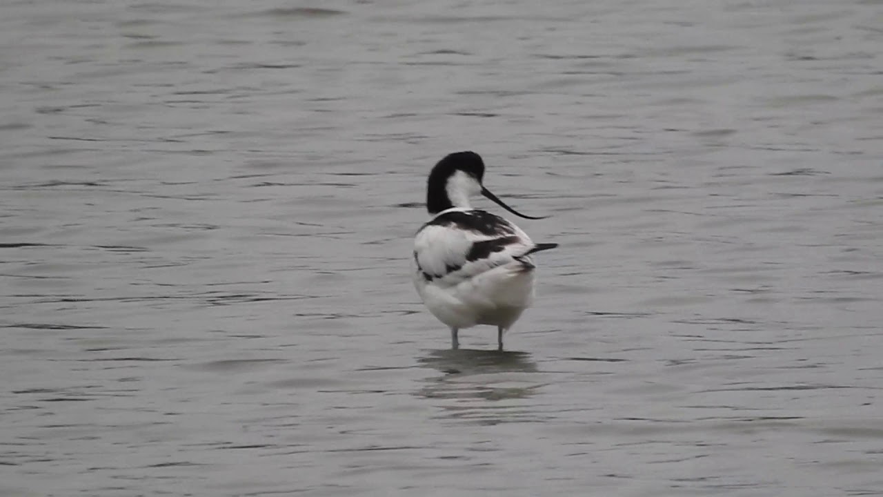 Pied Avocet, Avocetta (Recurvirostra avosetta) 