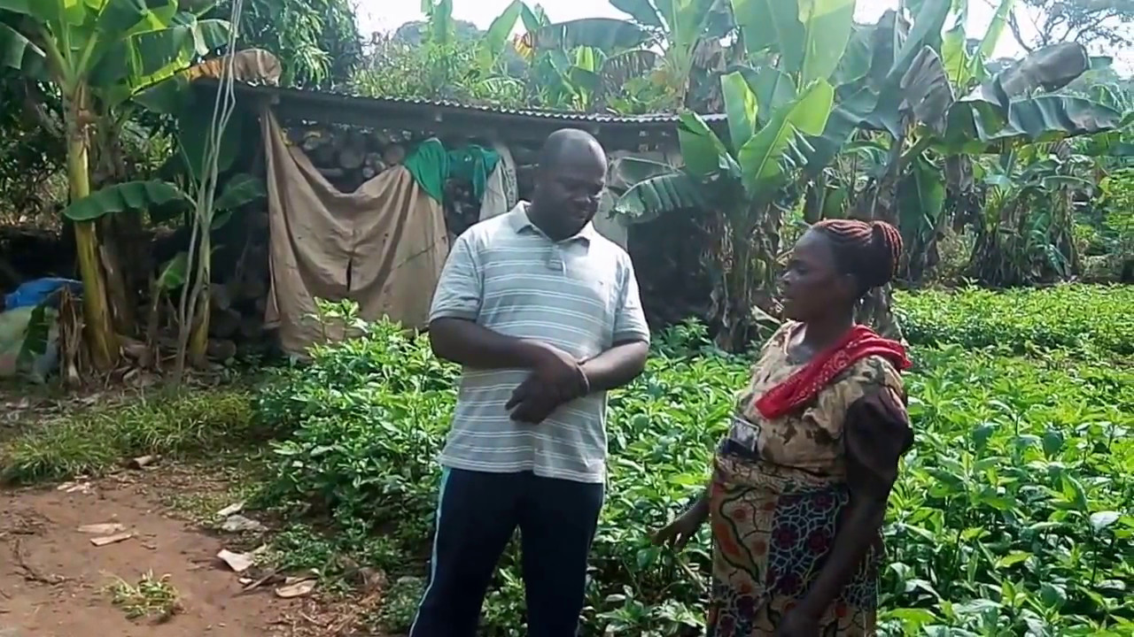 Bitterleaf farming in Nigeria