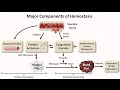 Hemostasis: Lesson 1 - An Introduction