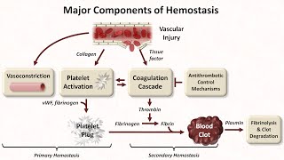 Hemostasis: Lesson 1 - An Introduction screenshot 4