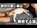 【甘えんぼ猫】かまって犯行がひどい…詰めると無視をする確信犯の猫がコチラ