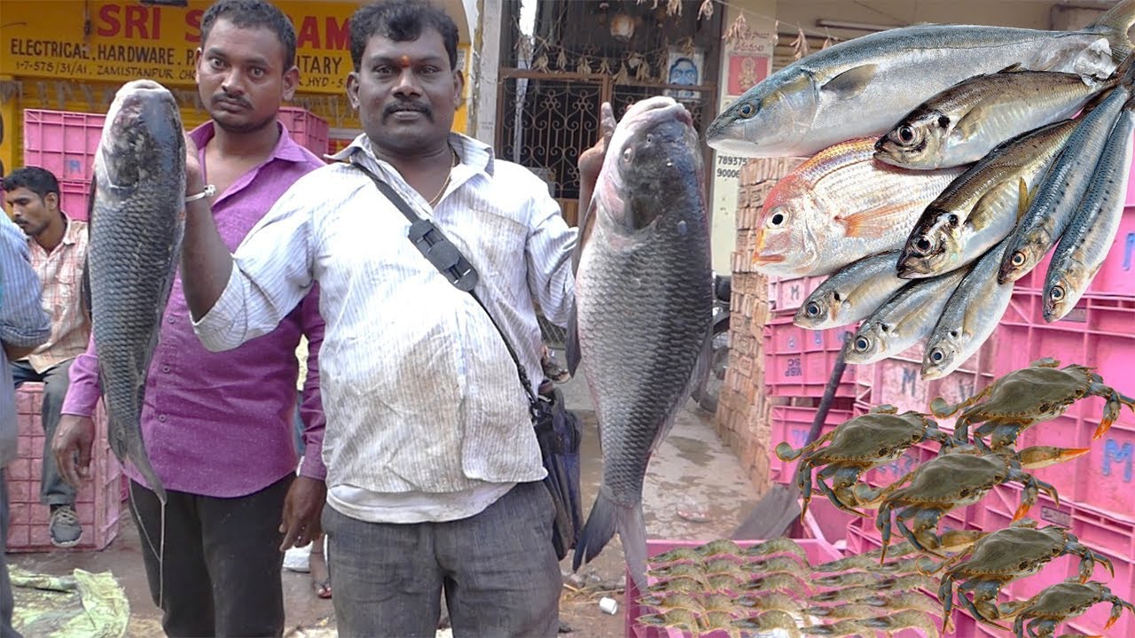 Biggest Fish Wholesale Market In India | #Fishmarket | KikTV Network