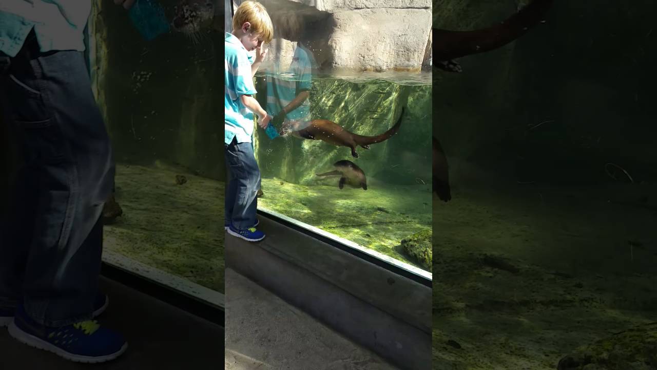 camera iphone 8 plus apk Gabriel and the river otters