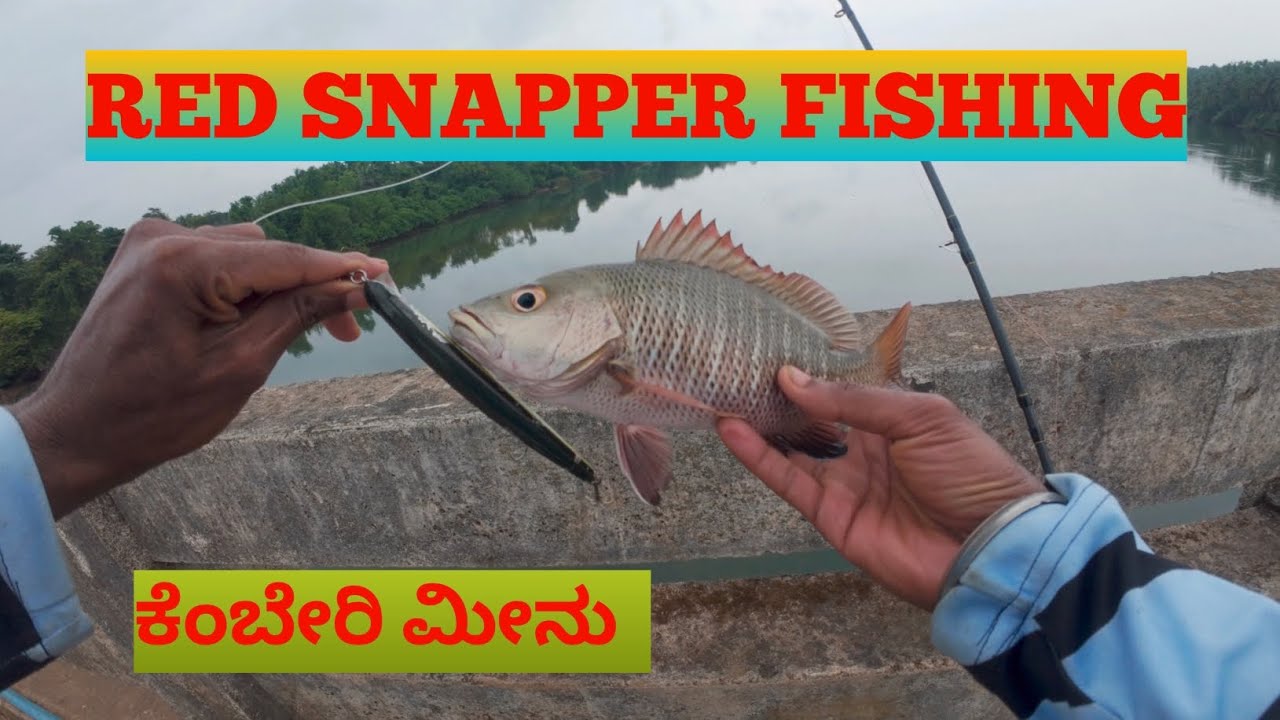 Red snapper fishing Bridge#trinding #seafood #fish #lurefishing 