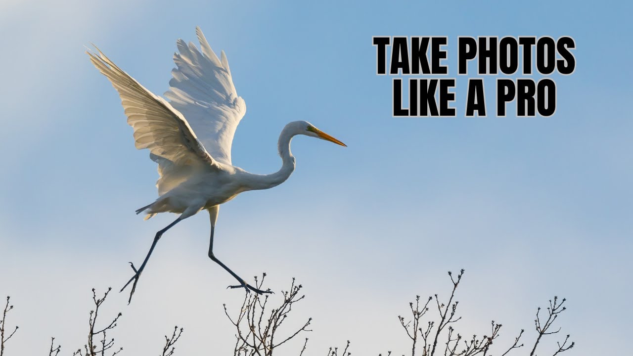 Master the Art of Captivating Wildlife Photography YouTube