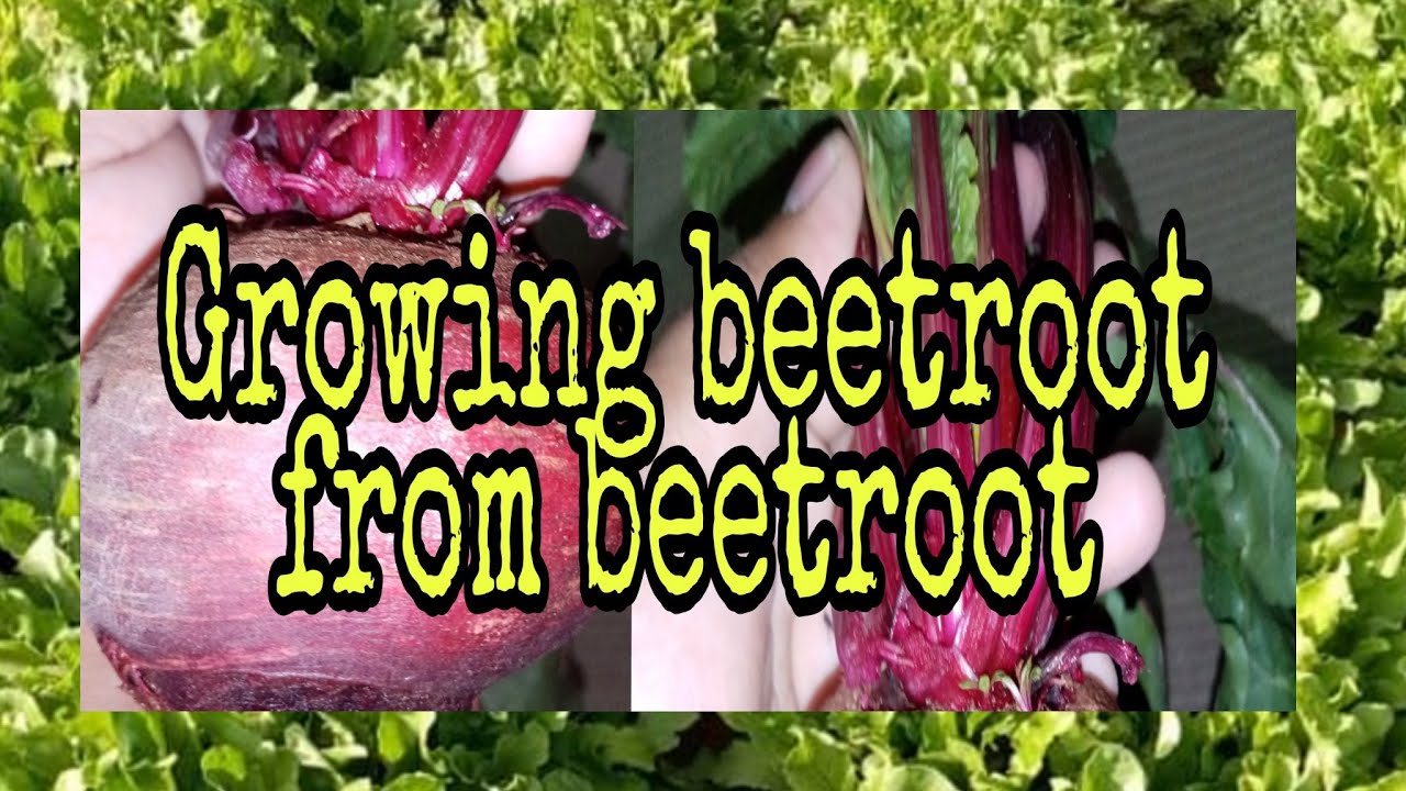 How to grow beetroot from cuttings sugarbeets beetroot sugar 