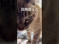 【元気です】ジャンポン日向ぼっこで幸せ満喫　#ジャンポン #ネコ #ねこのいる生活