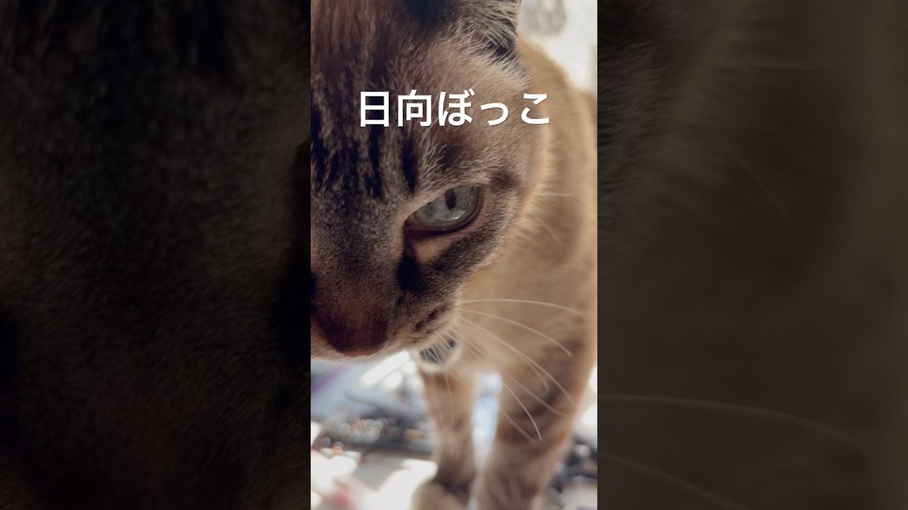 【元気です】ジャンポン日向ぼっこで幸せ満喫　#ジャンポン #ネコ #ねこのいる生活