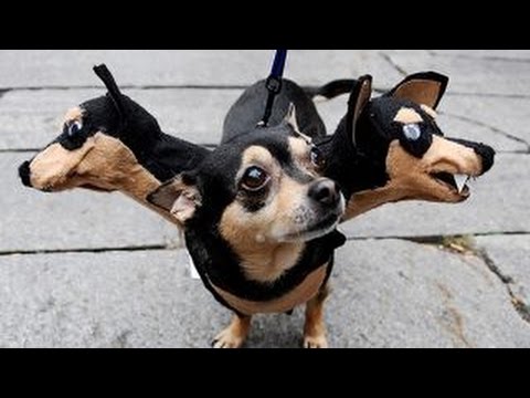 Tips to keep your pets safe on Halloween Hqdefault