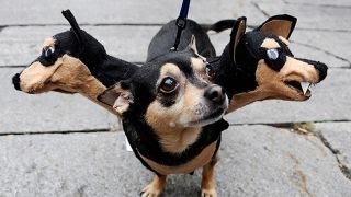 Tips to keep your pets safe on Halloween