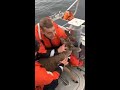 Coast guard rescue a swimming deer
