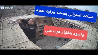 مسكت استرالى بسحنه وفرد اسود شقلباز هرب منى