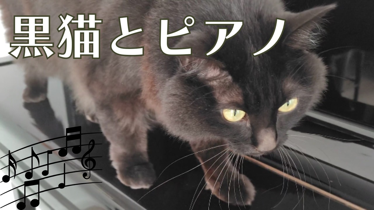 将来は猫ピアニスト！？ピアノを初めて見た黒猫の反応がこちらｗｗｗ【日常Vlog with BlackCat】