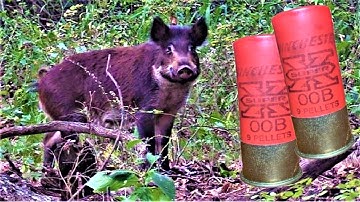 BUCKSHOT DROPS WILD HOG! 12 GAUGE SHOTGUN!