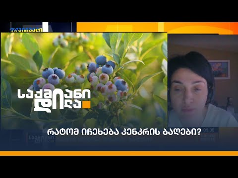 რატომ იჩეხება კენკრის ბაღები?