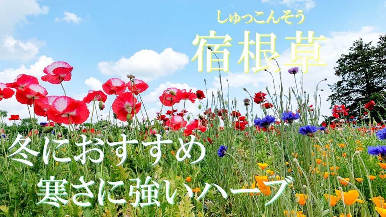 宿根草 冬におすすめ 寒さに強いハーブ5種 Youtube 宿根草 冬におすすめ 寒さに強いハーブ5種 Youtube