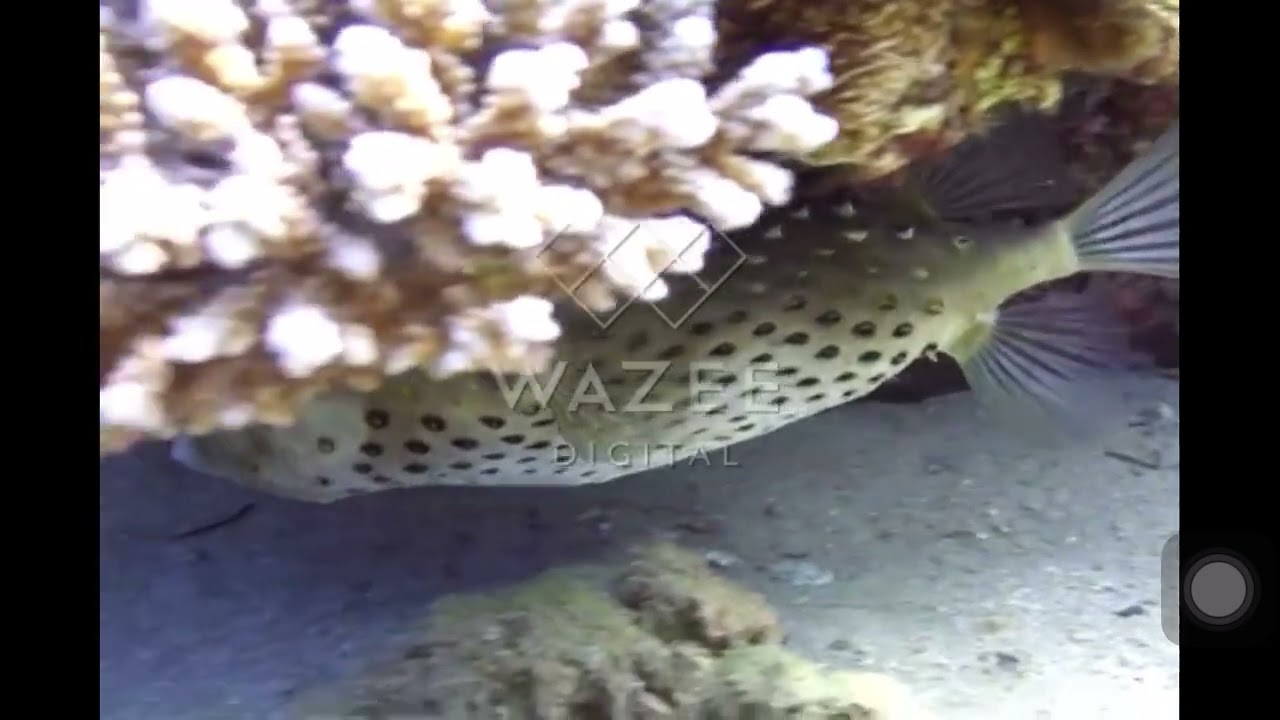 Baby Einstein Stock Footage Porcupine Fish 