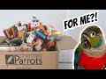 NEW BIRD GETS NEW TOYS! Northern Parrots Unboxing | BirdNerdSophie AD