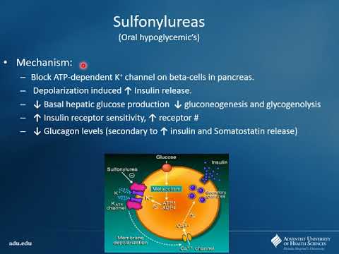 Section 2 Unit 4 - Endocrinology Pt 1 Cont.