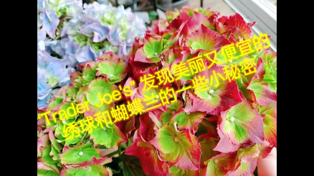 西雅图逛“Trader Joe's”发现美丽又便宜的绣球和蝴蝶兰（great price for Large Hydrangea and
