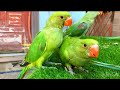 Ringneck Parrots talking natural sounds compilation