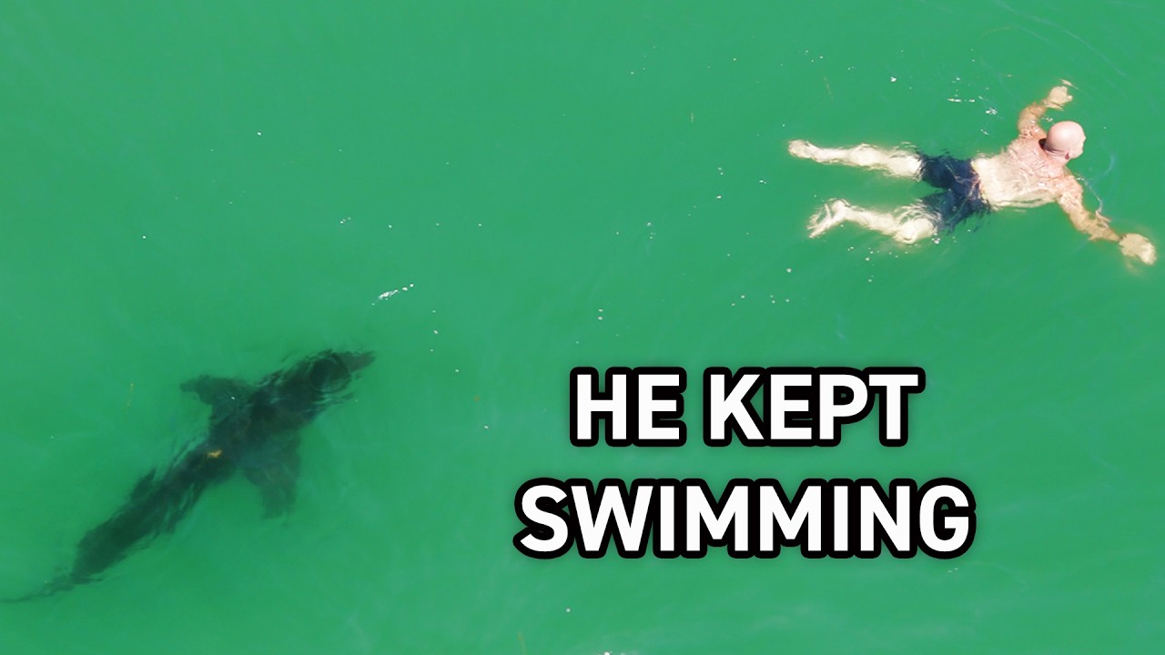 Swimmer Waves Off Lifeguards With 6 Great White Sharks Nearby