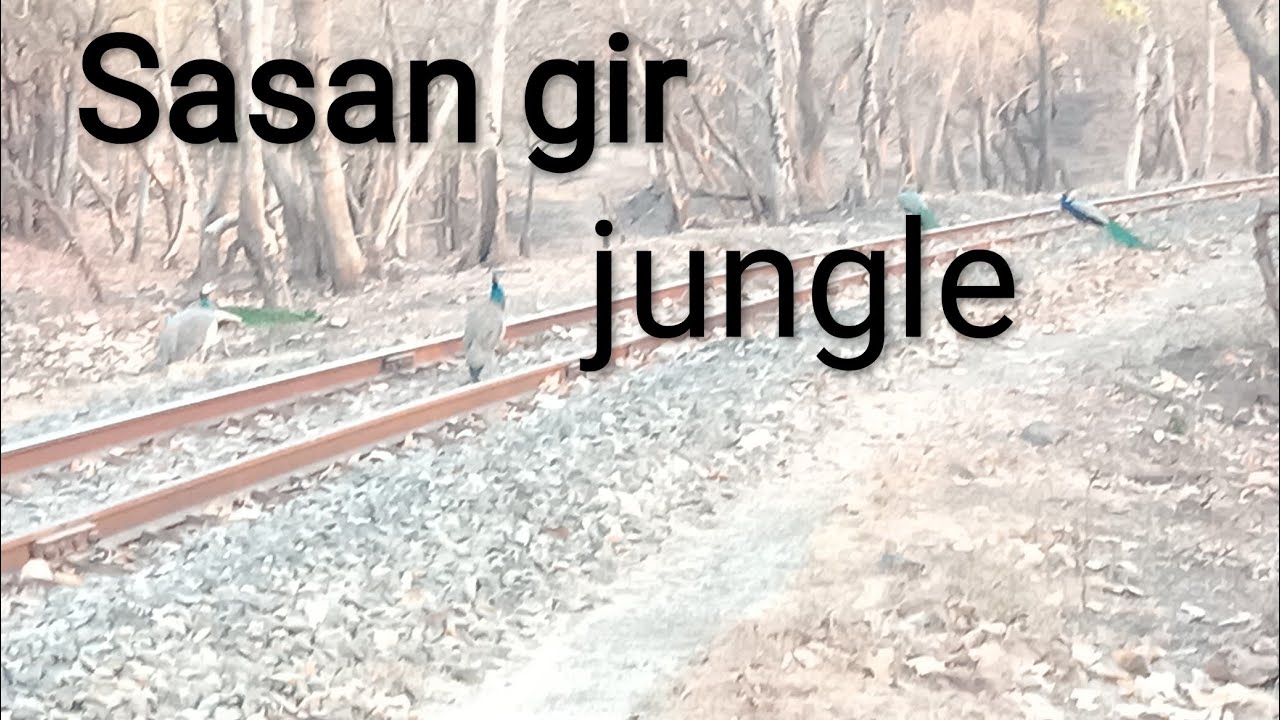 Sasan gir