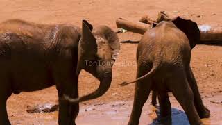 elephant dogfight kidnapping Sparrowpk beautiful animal