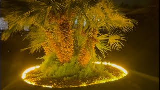 بدأت قناة 'قصص لولا Lena' بثًا مباشرًا