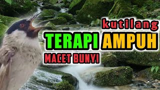 terapi kutilang macet bunyi - DIJAMIN KEMBALI LOSS -