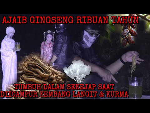 HIDUPKAN KEMBALI GINSENG RIBUAN TAHUN RAMUAN BUNGA SURGA PERCEPAT TUMBUH 1000X LIPAT 