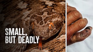 How to Survive a Saw-Scaled Viper Attack