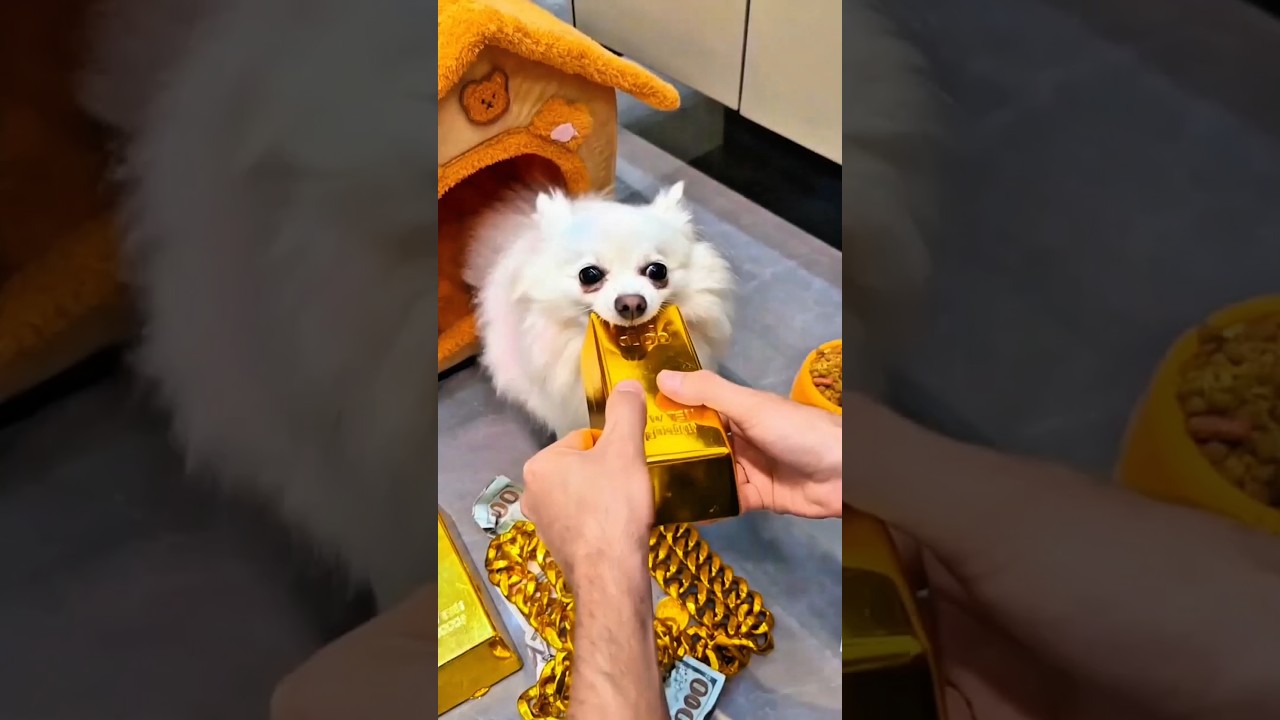 His Dog Got Sick — And Exposed His Secret!😱💥 #shorts #dog #secret #expose #savelife