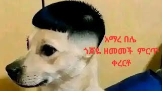 አማረ በሌ ጎጆዬ ዘመመች |Amare Bele New Gojam Music