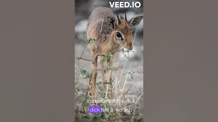 The Dik-Dik - Interesting Animals 10 #animalknowledge